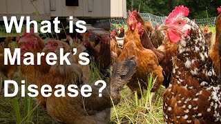 What is Mareks Disease Should you be worried [upl. by Ainekahs]