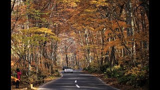 4K 東北紅葉 紀行奧入瀨溪、角館、青荷溫泉、弘前城賞楓 20171026 [upl. by Girvin758]