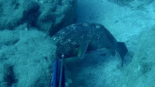 Big groupers Spearfishing Northcyprus [upl. by Polad]