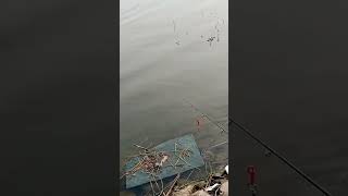 Rawal dam New update fishing 10112024 carps carpfish carp fish [upl. by Aihsenyt]