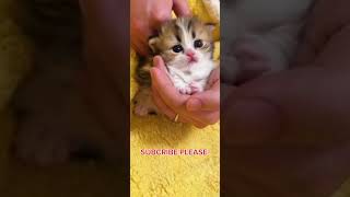 new trending status  cute cat status 🥀🥀 WhatsApp status  shorts watsappstatus status [upl. by Ihtac718]