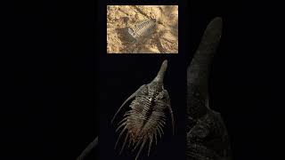 Mysterious Trilobites dinosaur giggleandlearn toddlers giggleandlearn [upl. by Eelyram]