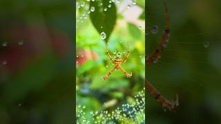 Spider In Web spider web spiderweb nature naturebeauty shortvideo shorts [upl. by Engamrahc]