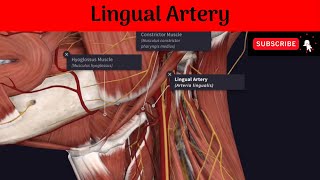 Lingual Artery Anatomy mbbs education bds headandneckanatomy arteries [upl. by Merari]