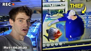 WHY YOU SHOULD NEVER STEAL FROM A FISH STORE Piranhas in the tanks [upl. by Norri717]