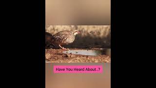 The Top 4 Most Interesting Partridge Facts You Need to Hear🤩 shorts [upl. by Anes]