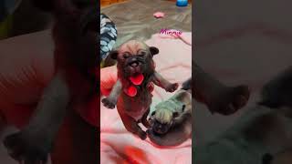 10 day old Snuggle Puggle Puppies 🥰🐾 puggle puppy [upl. by Ttegdirb]