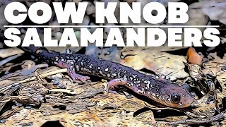 COW KNOB SALAMANDERS  Herping the VAWV Border [upl. by Gerladina114]