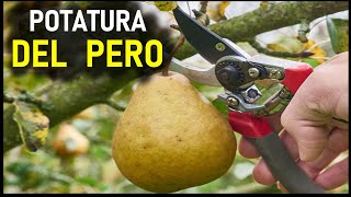 POTATURA DEL PERO [upl. by Natalee]