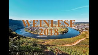 Weinlese an der Mosel  Weingut KnodtTrossen  Kröv [upl. by Elhsa974]