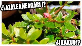 🌸 Azalea variedad kakuo estilo NEAGARI 🌸 [upl. by Garv]