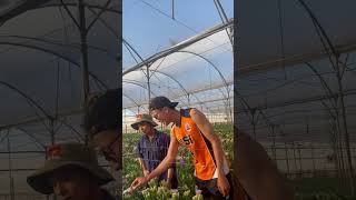 Farm hoa ở Israel nôngnghiệp thean [upl. by Lledniuq188]