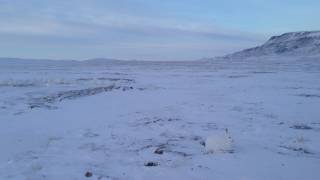 Sneaking up on a group of Arctic hares in the high Arctic [upl. by Madai]