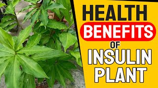 Health Benefits Of Insulin Plant Costus  Insulin Plant  Nature’S Own Diabetes Medicine [upl. by Haughay97]