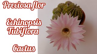 Cactus Echinopsis Tubiflora tienes que conocerlo cuidados para una bonita floración [upl. by Alemak]