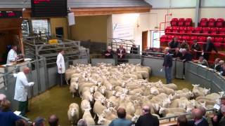 North country cheviots being sold at Dingwall Auction Mart [upl. by Yneffit146]