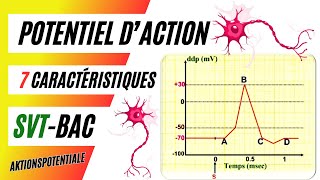 Neurophysiologie Les 7 caractéristiques du potentiel daction en détail [upl. by Dickerson98]