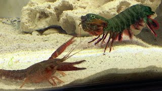 Giant Mantis Shrimp VS Invasive Crayfish  Catch amp Feed [upl. by Nita]