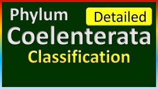 Phylum Coelenterata  Classification in Detail [upl. by Denney]