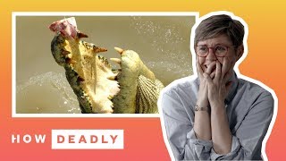 How deadly are saltwater crocodiles in Australia  REACTION [upl. by Sinoda]