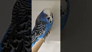 Life of our Budgies [upl. by Cati]