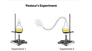 Pasteurs Experiment [upl. by Bjork952]