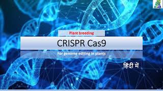 CRISPR Cas9 mechanism  CRISPR Cas9 applications in Plant Breeding  CRISPR Cas 9 in gene editing [upl. by Hanid263]