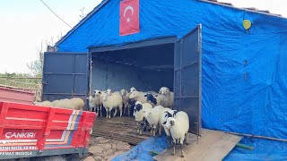 Hava buz gibi 🌴Sürünün üzerine kar yağdı 🌴 Kangallar eğitim alanında  🐑🐑🐑🐑🐑 [upl. by Ailel]