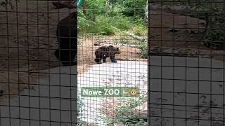 Nowe ZOO w Poznaniu  atrakcje i zwierzęta poznań zoo zwierzęta małpy [upl. by Ycniuq346]