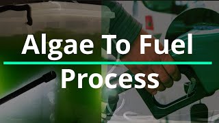 Algae To Fuel  The Process Oulined [upl. by Enyrhtak]