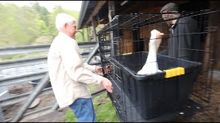 Hissing Guard Goose to protect Chickens like old times [upl. by Bess]