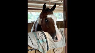 Equine Management Lab Video 1 [upl. by Barby]