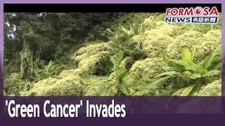 Taiwan gets creative in battle against ‘green cancer’｜Taiwan News [upl. by Fortuna942]