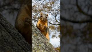 Golden hour squirrel [upl. by Manya595]