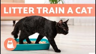 How to TRAIN a CAT to USE the LITTER BOX 🐱✅ Kittens and Adults [upl. by Heyra]