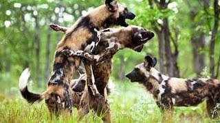 Documental Los Perros Salvajes de Africa Cazando  Documentales National Geographic Españ [upl. by Silyhp211]