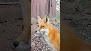 Fox Moving Its Ears to Pinpoint Sounds [upl. by Yeltihw466]