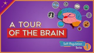 A Tour of the Brain  SelfRegulation Lesson 1 [upl. by Tymes495]