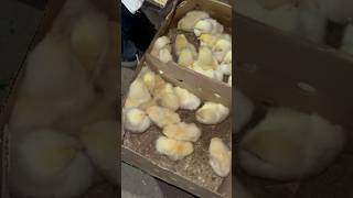 Chuza 🐥leliya  petsman chuza chick petsvlog pet minizoo aquarium [upl. by Rilda]