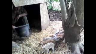 The new stripey baby pigs at Oldfarm [upl. by Rekab]