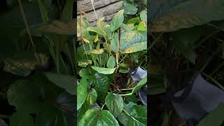 Perennial cutback flush vs stub landscaper perennial perennialplant garden gardeningtips [upl. by Sacram935]