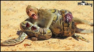 30 Terrifying Moments Baby Monkey Is In Pain When Confronting Python What Will Happen Next [upl. by Yllim]