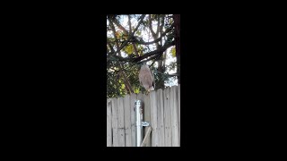 Sharp Eye the Hawk in my Backyard 1132024 [upl. by Riesman]