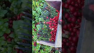 Cranberry fruits plant cranberry cranberries fruitsplants fruittree shorts youtubeshorts [upl. by Sidonie]