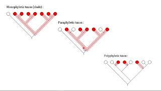 Phylogentics Basics Part 2 [upl. by Osnofledi]