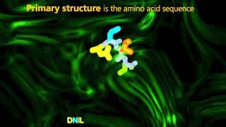 Protein Structure  University Of Surrey [upl. by Evanne]