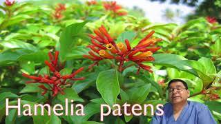 Hamelia patens [upl. by Joseito]