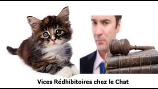 Les vices redhibitoires chez le chat [upl. by Greenburg]