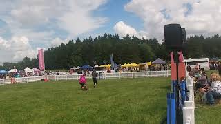 today DogFest returns to Ragley Hall this week [upl. by Thadeus420]