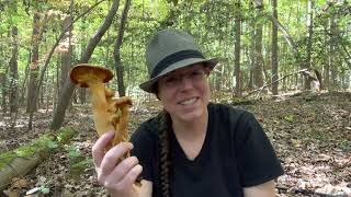 Halloween season mushrooms Jackolanterns false death caps violet cortinarius and others [upl. by O'Meara]